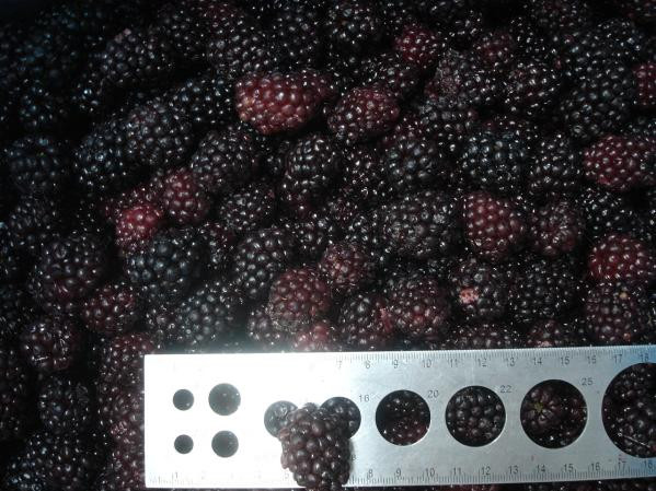 Blackberry