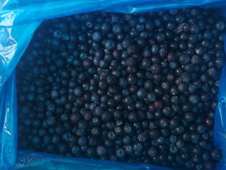 Buah Blueberry