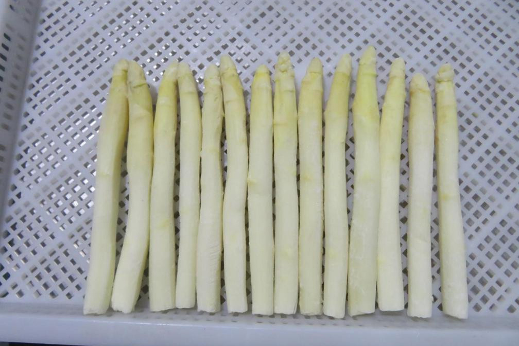 Asparagus - لارښوونې