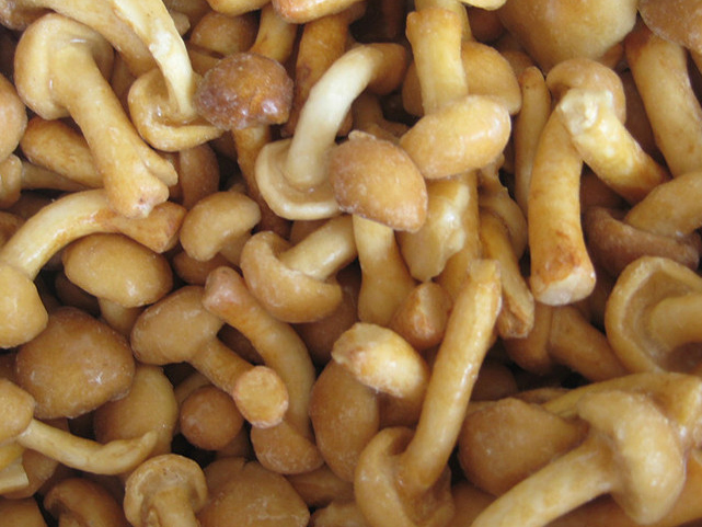 Nameko-Namomin kaza