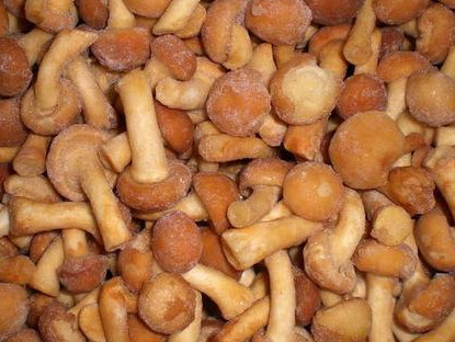 Nameko-Pilz