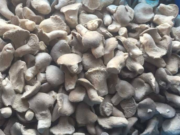 I-Oyster-Mushroom