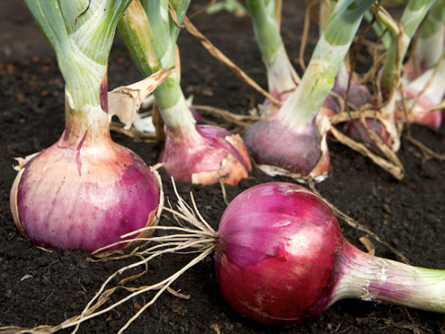 Onions-Diced