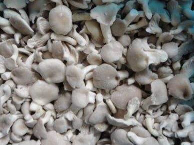 Oyster-Mushroom